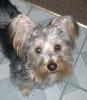 Chocolate yorkie-kayko11111.jpg