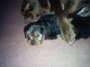 big dogs and yorkies.............-tucker-rusty-016.jpg