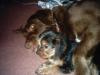 big dogs and yorkies.............-tucker-rusty-015.jpg