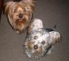 Chocolate yorkie-3634663.jpg