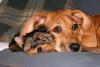 big dogs and yorkies.............-300894624xvwmsq_ph.jpg