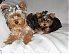 I had to share these picture today. I loved them-maggie-kizzy-photos-005.jpg