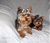 I had to share these picture today. I loved them-maggie-kizzy-photos-013.jpg