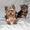 I had to share these picture today. I loved them-maggie-kizzy-photos-038.jpg