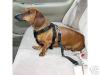 Cars and yorkies-seatbelt.jpg