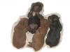 2 New Pictures of Red Yorkie Pup Litter-4lilhipposjune8th.jpg