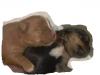 2 New Pictures of Red Yorkie Pup Litter-june8thsweethug.jpg