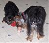 Kizzy and maggie with-maggie-kizzy-kong-toys.jpg