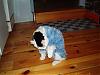 When your dog had surgery...-march-12-17-011.jpg