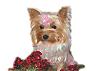 Here's the GOLD YORKIE from the other thread-8-1-600-x-426-.jpg