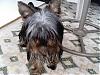 Does anyone else have a Borkie??-hmmm....-i-think-i-need-haircut.jpg