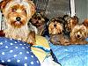 A new thread for a new beginning. The babies say hello-yorkies1.jpg