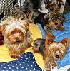 A new thread for a new beginning. The babies say hello-yorkies2.jpg