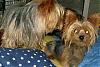 A new thread for a new beginning. The babies say hello-yorkies4.jpg