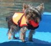 Yorkies in the pool-life-jacket.jpg