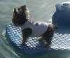 Yorkies in the pool-capnhef.jpg