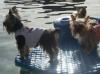 Yorkies in the pool-i-see-land-.jpg