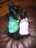 2nd yorkie: male vs female?-picture-003.jpg