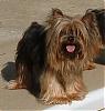 New here and black yorkie question-sassy2005pool.jpg