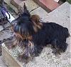 New here and black yorkie question-dinky60606a.jpg