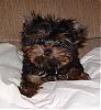 New here and black yorkie question-cosmos3106e.jpg
