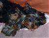 New here and black yorkie question-leo33106d.jpg