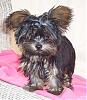 New here and black yorkie question-star71606a.jpg