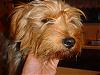 Is my dog a Yorkie?-ppik6e8q.jpg