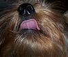 Yorkie tongue-howard7.jpg