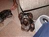 New here and black yorkie question-p9070940-2.jpg