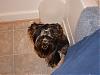 New here and black yorkie question-p9070942-2.jpg