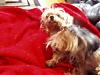 Yorkie tongue-louie-laying-couch-tongue-out-450-x-338-.jpg