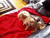 Yorkie tongue-louie-laying-back-red-blanket-tongue-out-450-x-338-.jpg