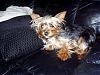 Yorkie tongue-louie-couch-tounge-out-400-x-300-.jpg