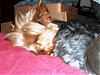 What Is the perfect standard??? Pictures-hpim0400.jpg