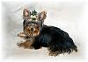 Yorkie Price-peachdainty7806ec.jpg