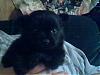 Pictures of my black yorkie-puppy2.jpg