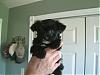 Pictures of my black yorkie-puppy-006.jpg