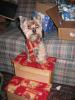 leaping yorkies- can be dangerous!-steps1.jpg