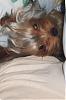 Where does your yorkie sleep?  got any pics?-izzy-sleeping.jpg