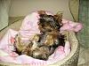 Where does your yorkie sleep?  got any pics?-pict0562.jpg
