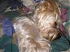 Where does your yorkie sleep?  got any pics?-p9230114.jpg