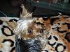 two yorkies=one crazy home-dscn0030-small-.jpg