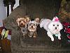 Furbaby names-concertpics2006-053.jpg