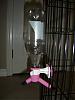 Alright spill the beans-pet-water-feeder-dual.jpg