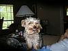 Does your yorkie smile?-smilingrowdy.jpg