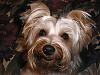 Does your yorkie smile?-p8100081.jpg