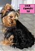 Does your yorkie smile?-lolacheese.jpg