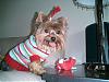 Does your yorkie smile?-adoptionday-1-033.jpg