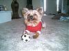 Does your yorkie smile?-buckeypics-015.jpg